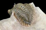 Metacanthina Trilobite - Lghaft, Morocco #153890-5